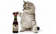 Vin pour chat de Pet Bitokenko