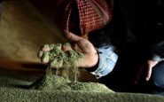 Poudre de cannabis au Liban