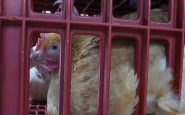 Une poule pondeuse enfermée dans un abattoir