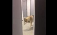 Le loup dans un hôtel de Sotchi était un canular