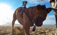 Fetch, le harnais pour accrocher votre caméra GoPro Hero sur votre chien