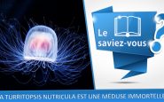 La turritopsis nutricula est une méduse immortelle