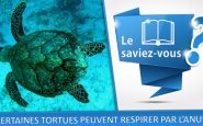 saviez vous tortue anus