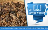 saviez vous kopi luwak