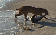 La photo du lynx sortant le requin de l'eau