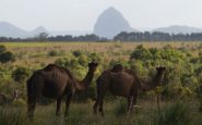 dromadaires en australie