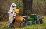 Récolte de miel: Apiculteurs évoquent la baisse de production