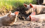 L'aéroport d'Amsterdam: des cochons contribient à sa sécurité contre les oies