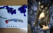 Un chat trafiquant de drogue arrêté en Russie : il transportait de la marijuana cachée dans son collier