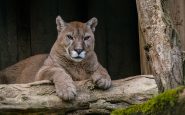 Le Puma d'Auxi toujours recherché