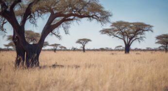Botswana : Président sortant favori