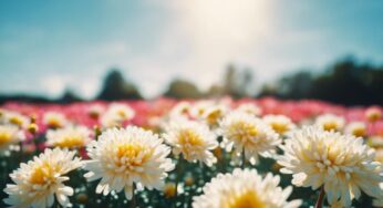 L’impériale fleur du chrysanthème