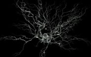 Cellule neuronale